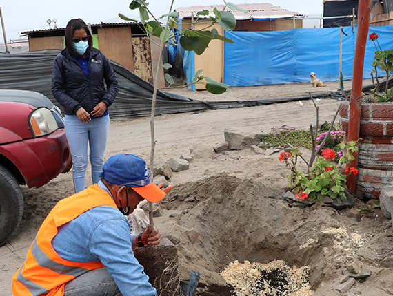 Proyecto Adopta un árbol de Fenix inicia cuarta etapa