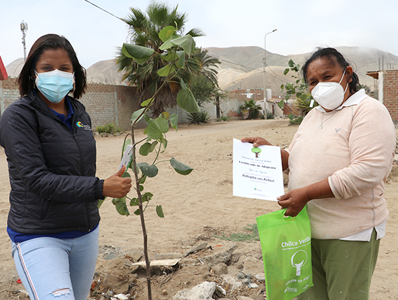 Proyecto Adopta un árbol de Fenix inicia cuarta etapa